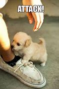Image result for Cute Puppies Meme