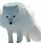 Image result for Arctic Fox Transparent
