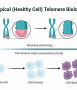Image result for Telomere Senescence Aging