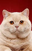 Image result for Funny Cat Stare