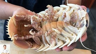 Image result for Isopod Meat