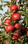 Image result for Eat More Apple