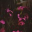 Image result for Flower iPhone 8 Plus Wallpaper