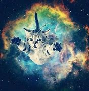 Image result for Universe Cat