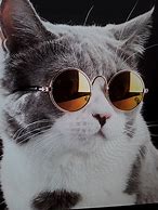 Image result for Cat W/Glasses