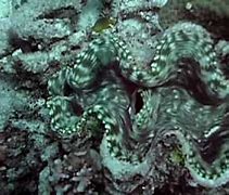 Image result for Giant Clam Eating