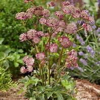 Image result for Astrantia Star Of Beauty ®