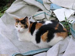 Image result for Calico Cat Meme