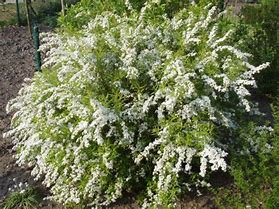 Image result for Spiraea thunbergii