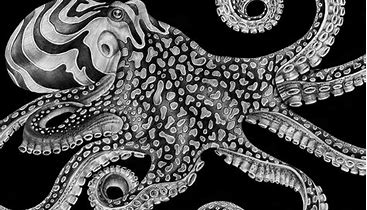 Image result for Pen and Ink Octopus