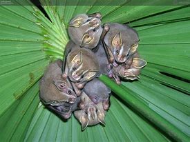 Image result for Pygmy Fruit Bat