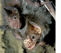 Image result for Female Vampire Bat