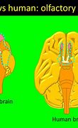 Image result for How Big Is the Brain in Size