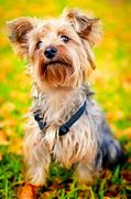 Image result for chien