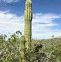 Image result for Prickly Pear Cactus