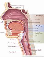 Image result for Head and Neck Cancer Diagram