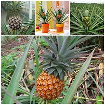 Image result for Flowering Pineapple Plant