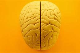 Image result for Stinky and the Brain