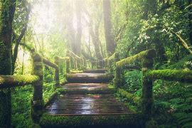 Image result for Forest Path Stream