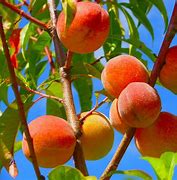 Image result for Peach Fruit