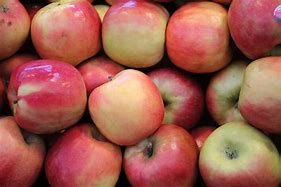 Image result for Pink Lady Apple Tree Size