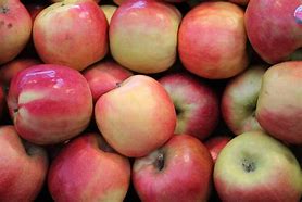 Image result for Pink Lady Apple Tree Adelaide