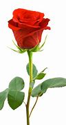 Image result for Single Red Flower White Background