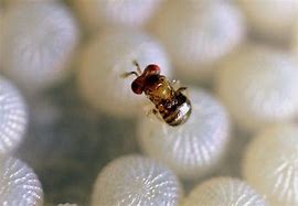 Image result for "trichogramma-wasp"