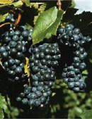 Image result for Grape Cluster Diseases