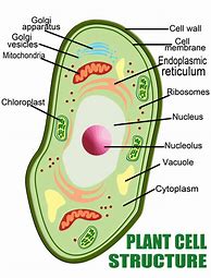 Image result for Complete Plant Cell Illustration