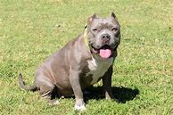 Image result for Pit Bull Grey