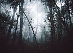 Image result for Dark Forest Tumblr