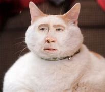 Image result for Cat Meme Generator