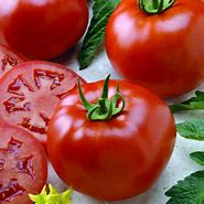 Image result for Better Boy Hybrid Tomato