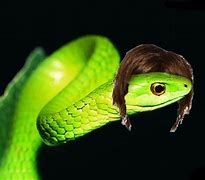 Image result for snakes with wigs