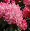 Image result for Rhododendron (Y) Kalinka