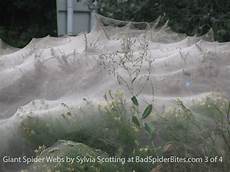 web bid spider webs badspiderbites web bid spider webs badspiderbites