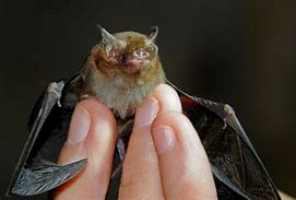 Image result for Thailand Bats