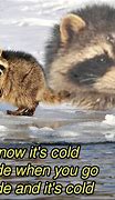 Image result for Excellent Raccoon Meme Funny