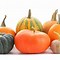 Image result for Different Types of Fall Squash