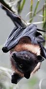 Image result for Fruit Bats Blue Eyes