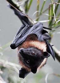 Image result for Fruit Bat Eyesight