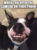 Image result for Dog Looking at Phone Meme
