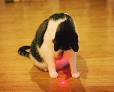 Image result for Cat Playing with Red Dot