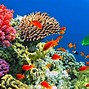 Image result for 8k ultra hdtv aquarium