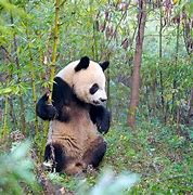 Image result for Giant Panda Threats