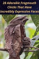 Image result for Frogmouth Face Meme