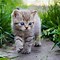Image result for Show Me a Picture of Cute Kittens