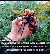 Image result for Memes About Bugs