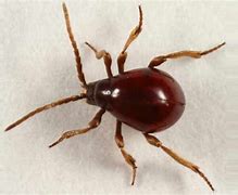 Image result for Spider Beetle vs Bed Bug